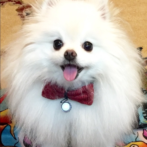 Meet your Posher, Arabella - Picture 5 of 8